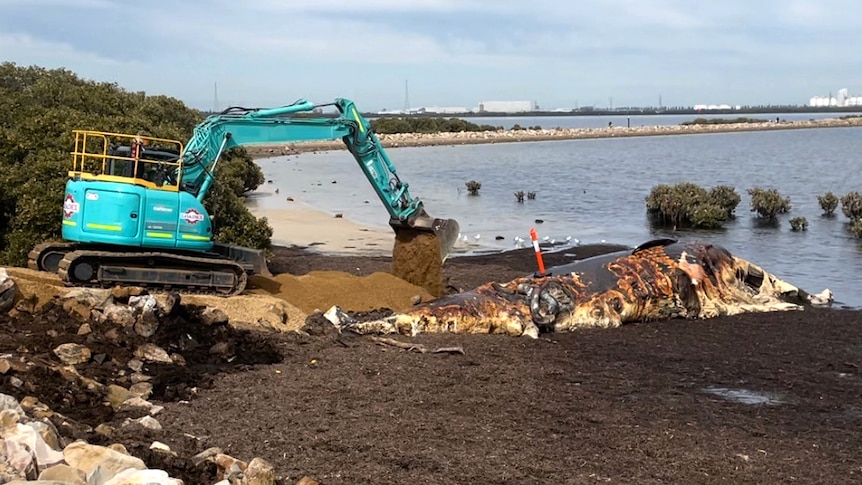 An excavator builds a ramp towards a whale carcass laying on seaweed