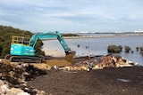 An excavator builds a ramp towards a whale carcass laying on seaweed