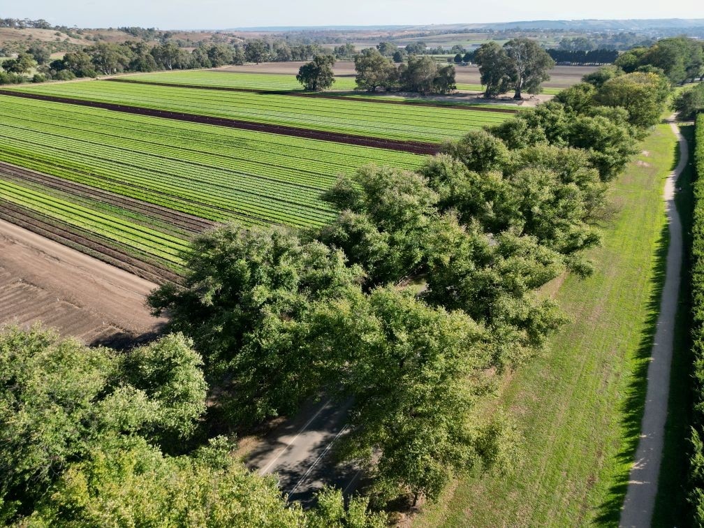 An aerial view of a avenue of trees.