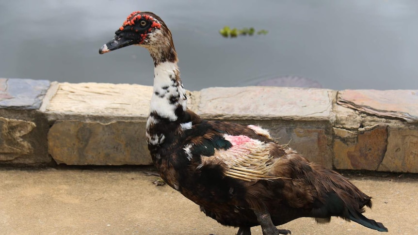 An injured duck with a broken featherless wing.
