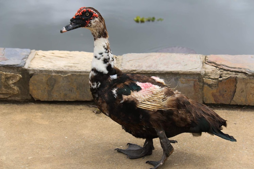 An injured duck with a broken featherless wing.