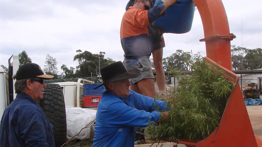 About 10 farmers gathered in Cobar recently to process Invasive Native Scrub to be sent for testing