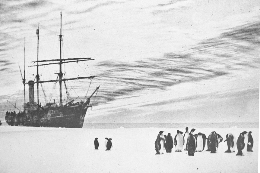 Steam Yacht Aurora and penguins off Queen Mary Land in 1913