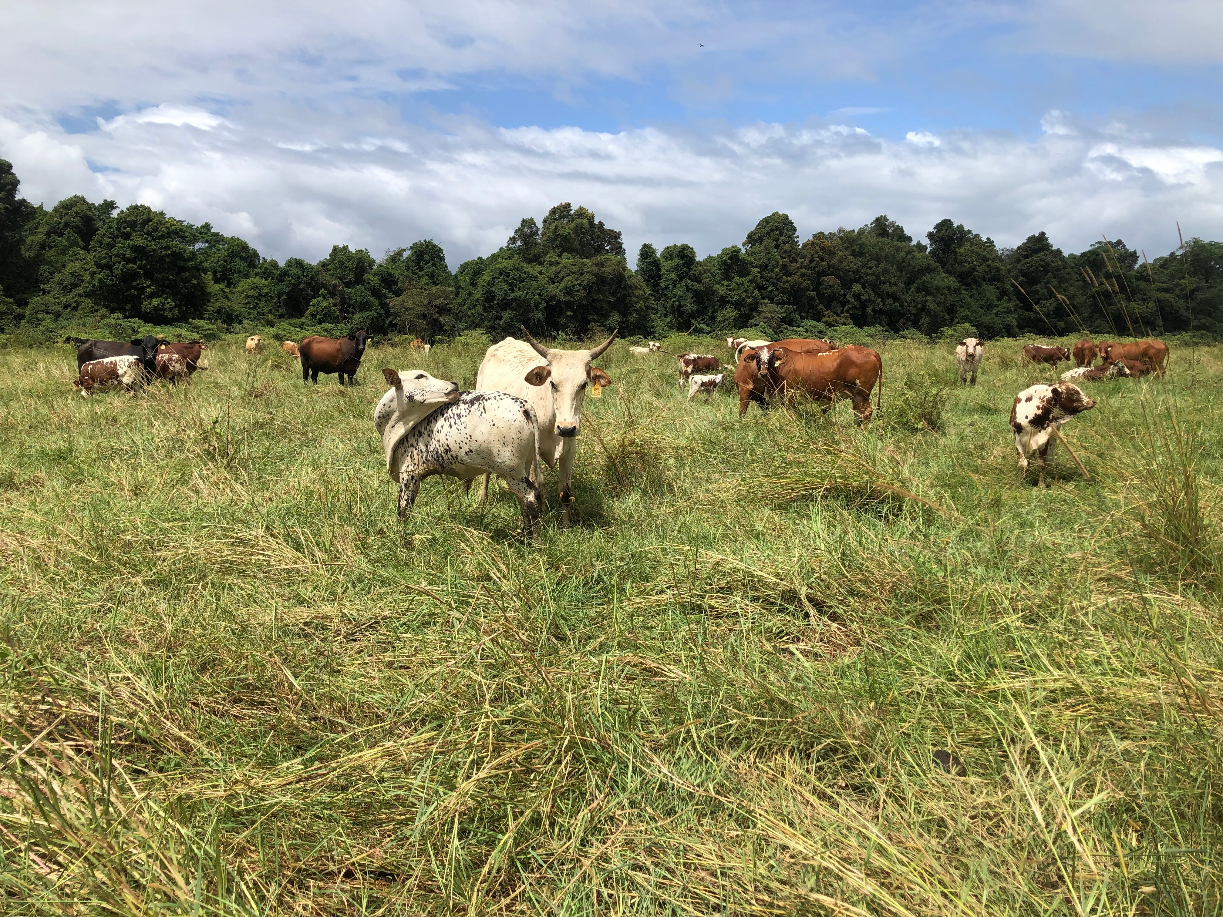 Nguni cattle, gourmet mushrooms pave way for farmers to tread lightly