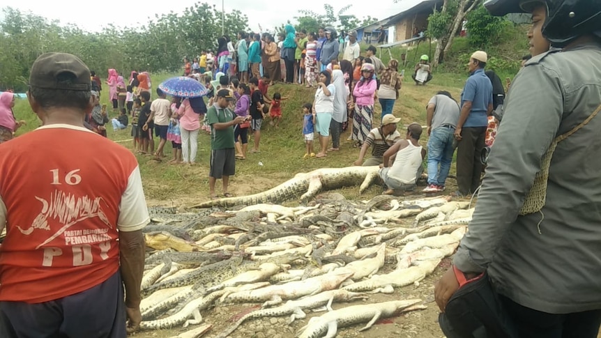 A crowd of people stand over a pile of crocodile corpses.