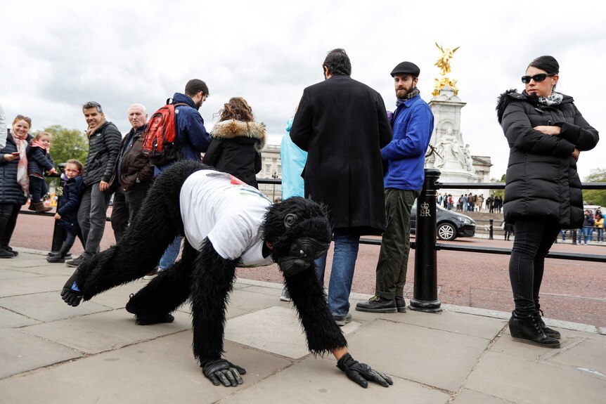 Onlookers watch Tom Harrison in his gorilla suit as he passes by Buckingham palace
