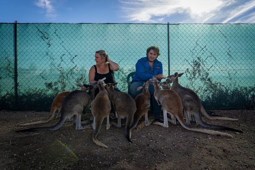 Kim Palmer feed roos with son.