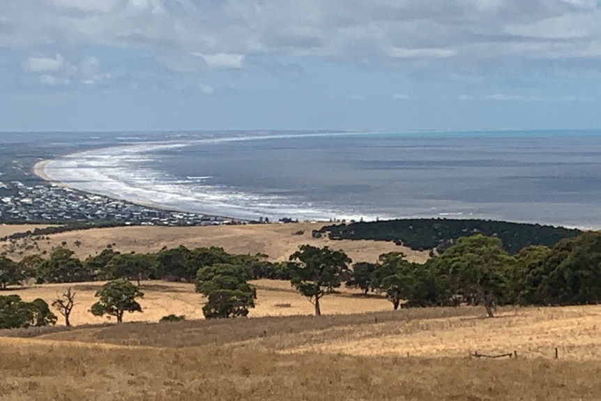 A slightly brown bay looking from a hill with trees