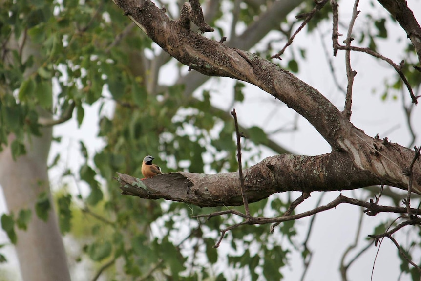 A black throated finch sits on a tree branch which is hollow