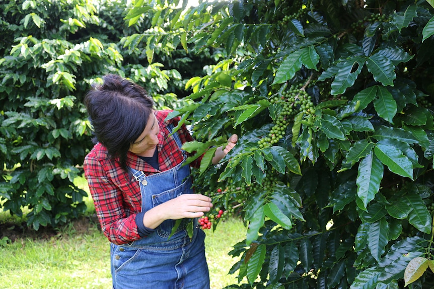 Inspecting cherries on coffee tree.