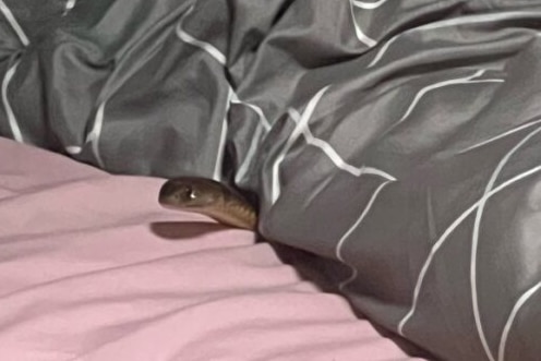 A snake peeking out from bed sheets