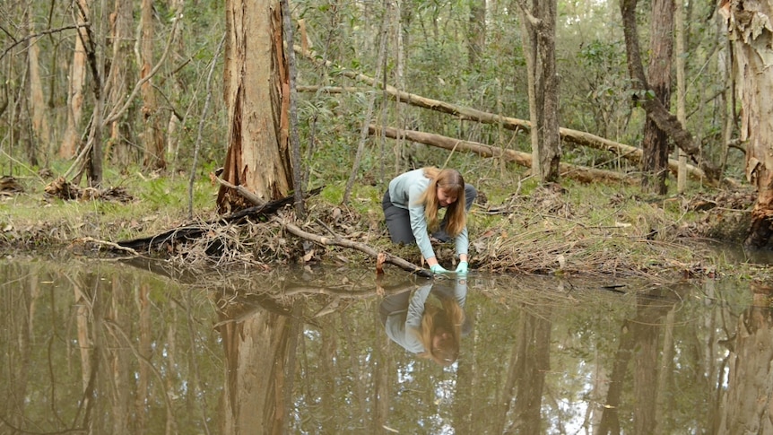 Amanda Neilen reaching down over a creek to take a sample.