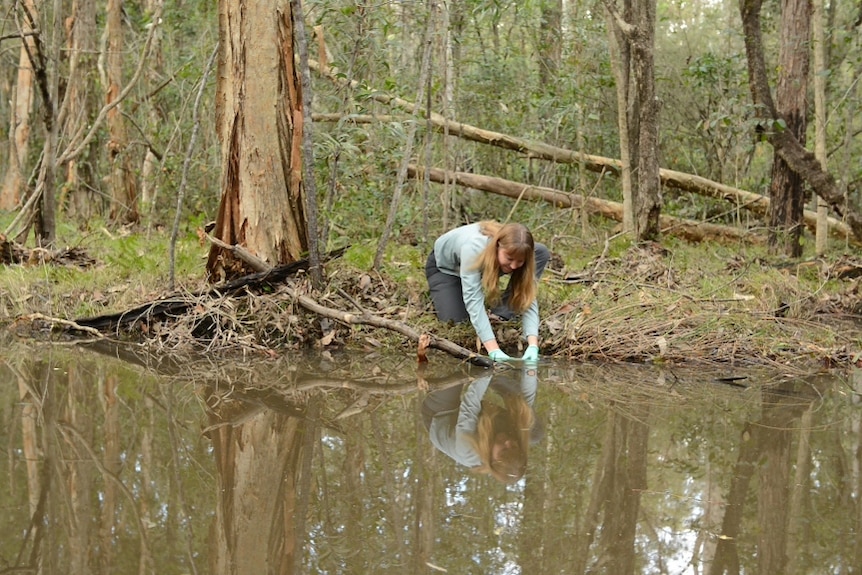 Amanda Neilen reaching down over a creek to take a sample.