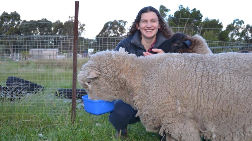 Rachel O’Brien hand feeds two sheep.