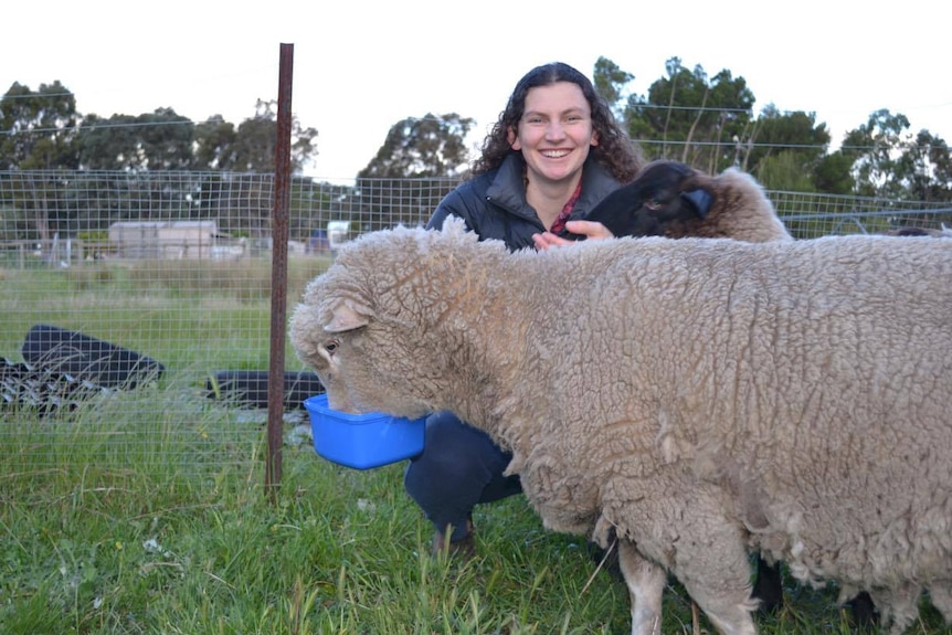 Rachel O’Brien hand feeds two sheep.