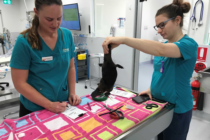 Two vets examine a platypus.