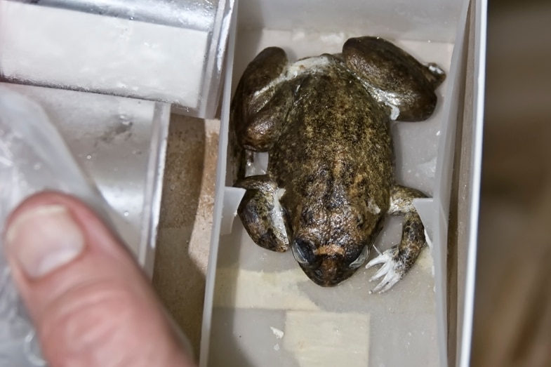 A frozen frog in a container being held by a hand. 
