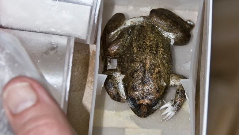 Frozen gastric brooding frog