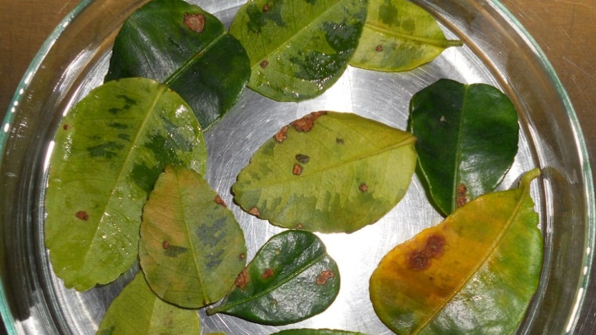 Citrus canker infected kaffir lime leaves