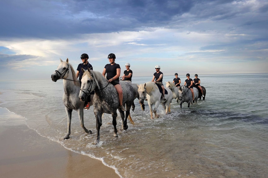 Police on horse back emerge from the water at Semaphore Beach.