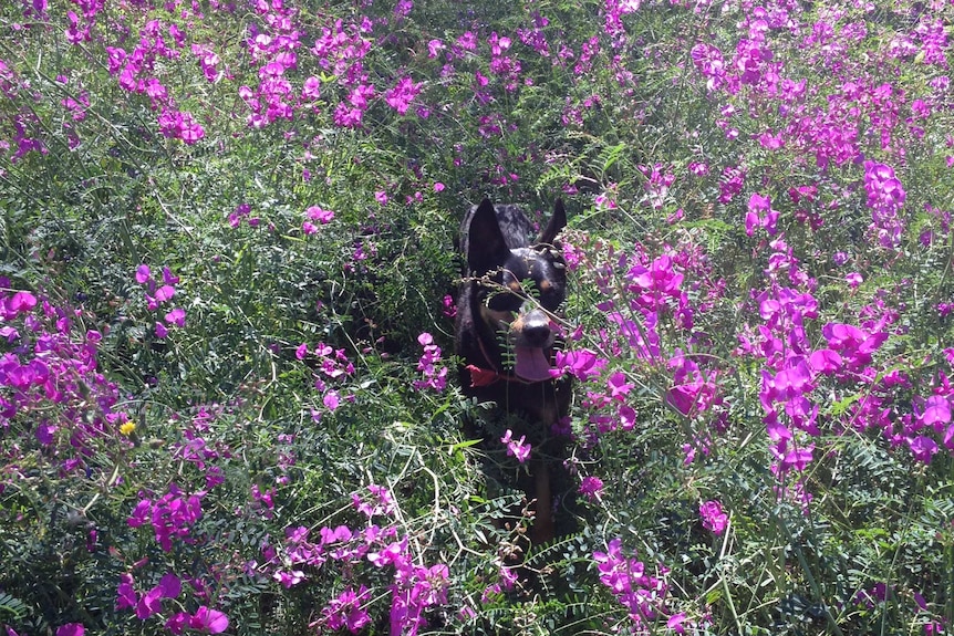 Darling Pea and dog