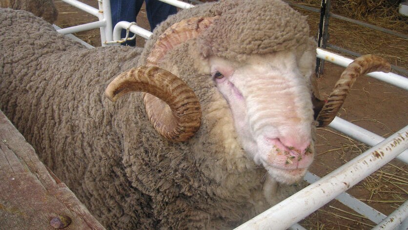 Improving sheep genetics