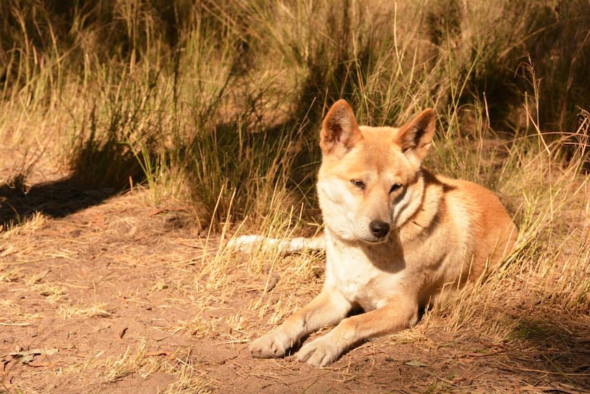 Dingo at the Durong Dingo Sanctuary, south-west of Maryborough in Queensland's South Burnett region