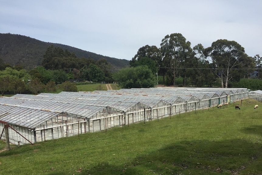 Glasshouses in a paddock in the Huon Valley in Tasmania