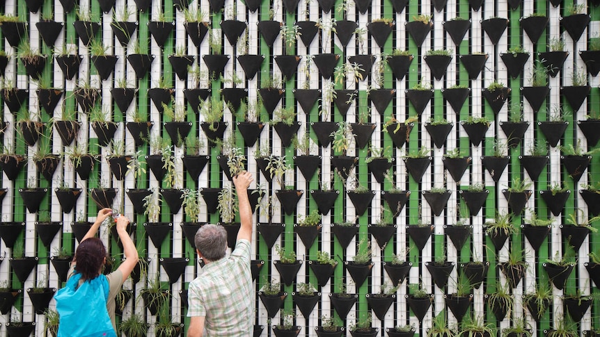 Two people planting trees in a 'green wall' vertical garden.