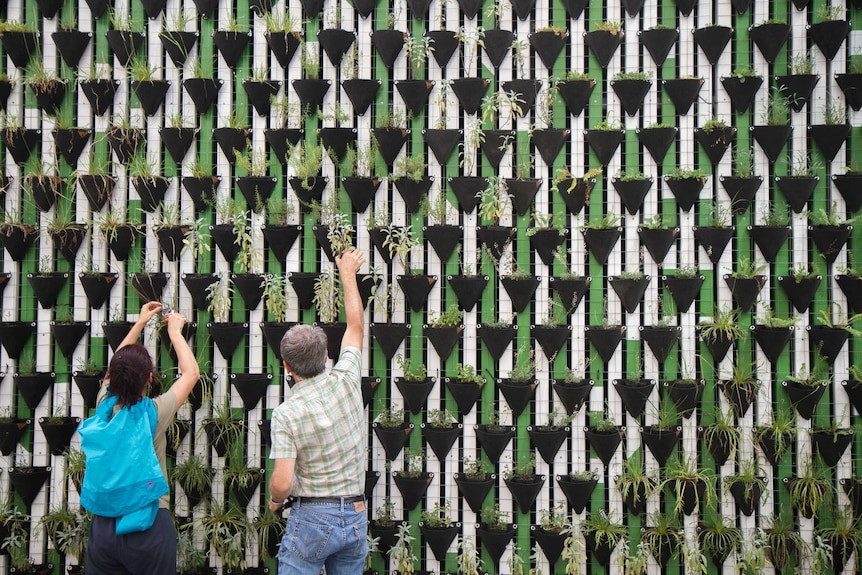 Two people putting plants into a wall of pot plants