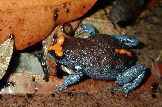 Red-crowned toadlet