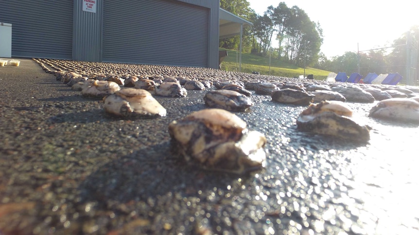 Abalone seized by NSW Police in Western Sydney