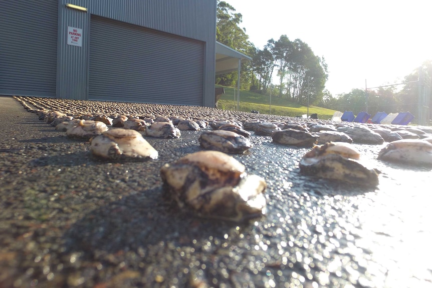 Abalone seized by NSW Police in Western Sydney