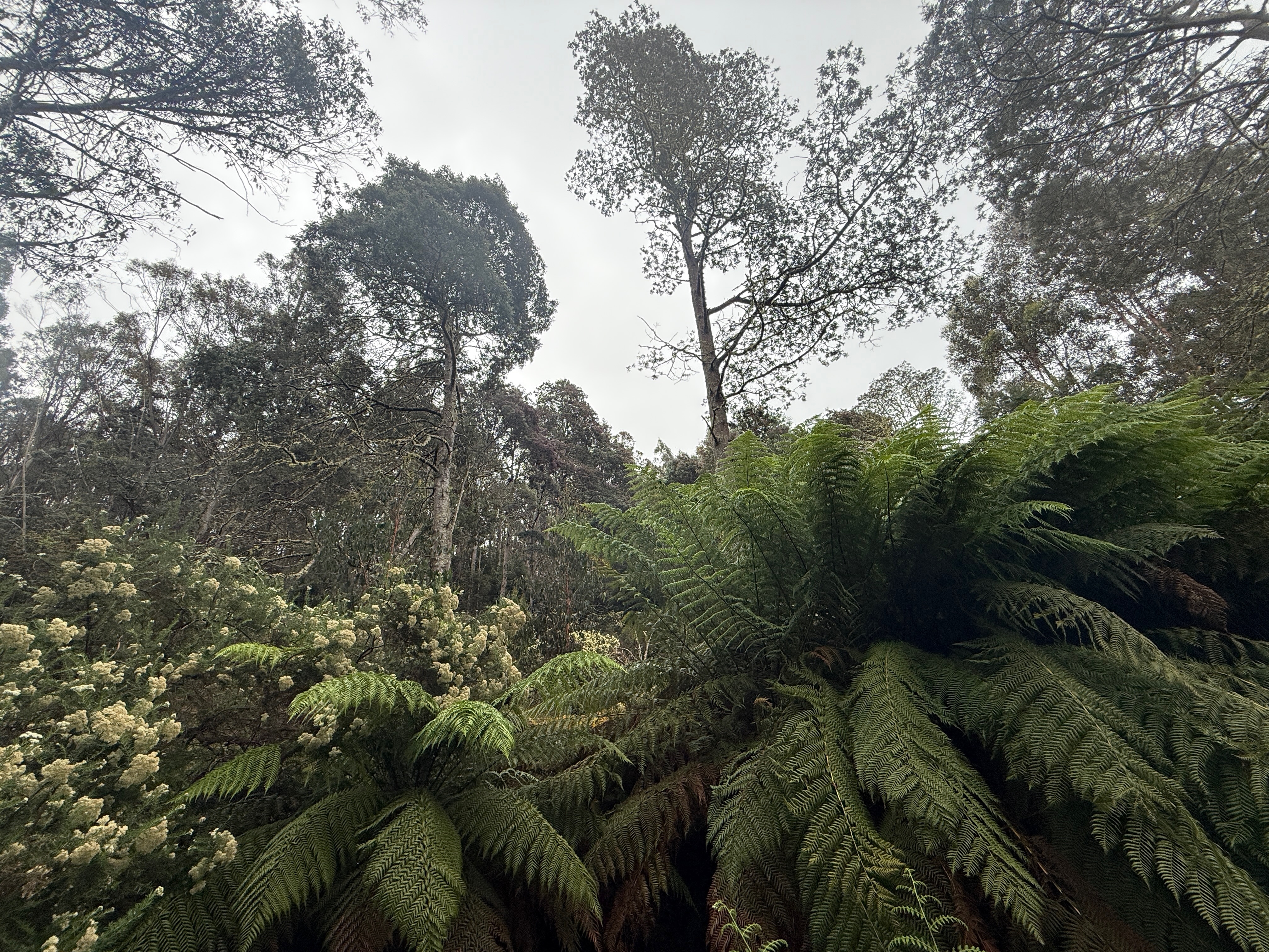 A bushland area with large ferns and tall trees.
