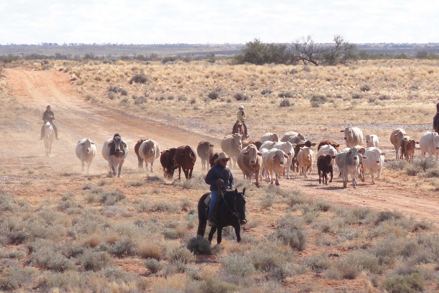 The Anna Creek property