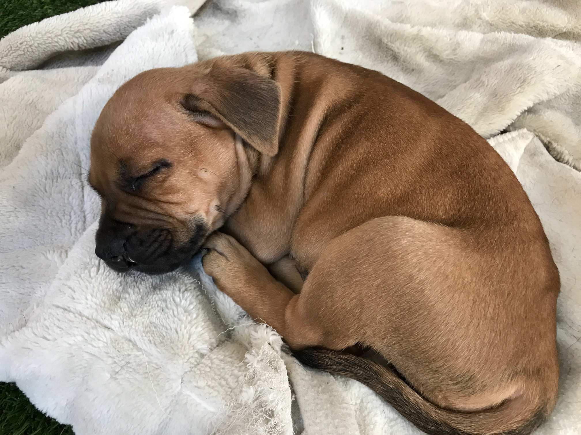 Why Are Puppies So Expensive To Buy