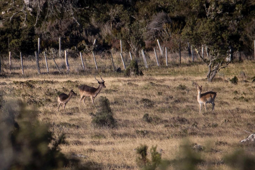 Three deer stand in a paddock with a mountain behind them.