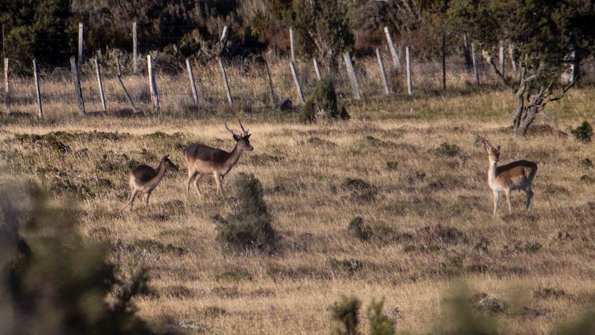 Three deer stand in a paddock with a mountain behind them.
