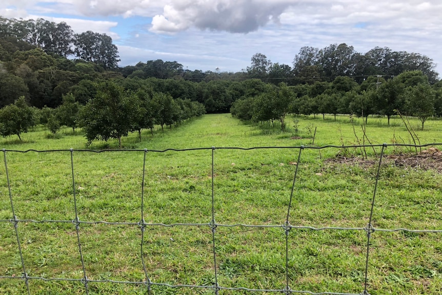 A fence around a macadamia orchard.