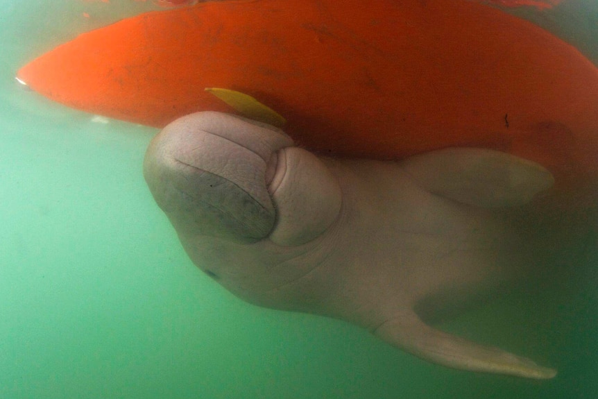 A baby dugong swims underwater