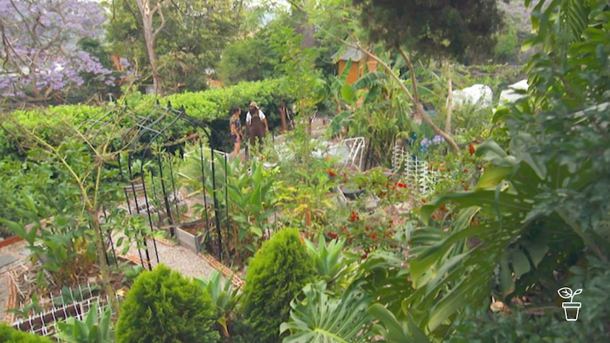 Steeply sloping garden filled with produce plants and trees