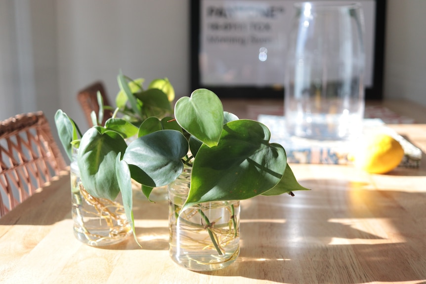 Glass jars on a sunny table that have cuttings of green indoor plants in them.