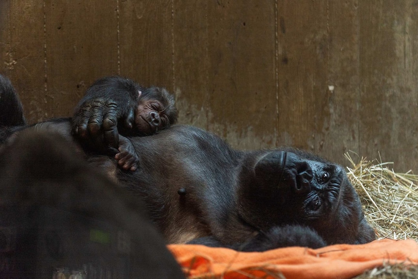 Calaya and Moke gorillas in Smithsonian zoo in the US