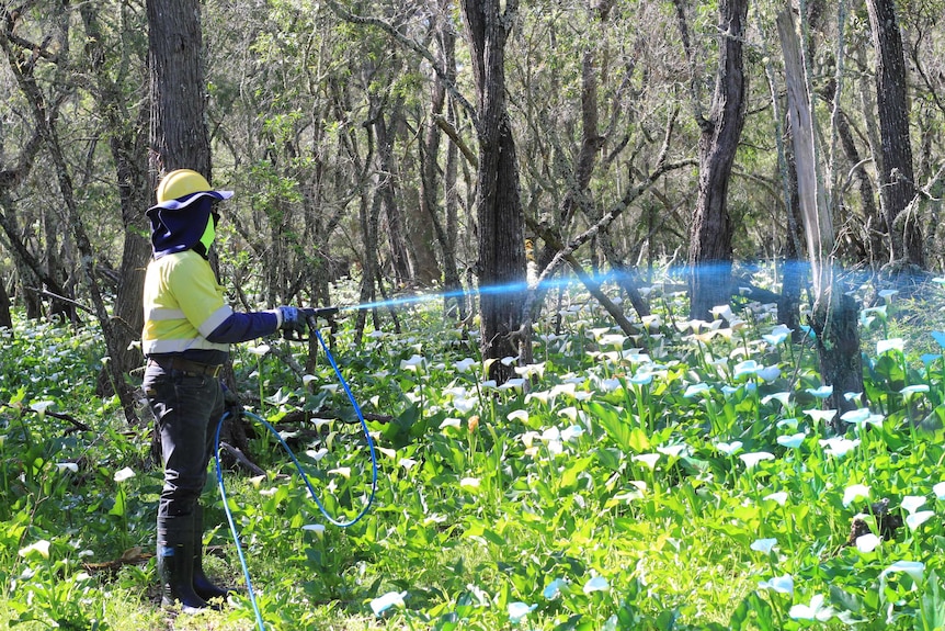 A man in hazard gear spraying blue spray over arum lilies