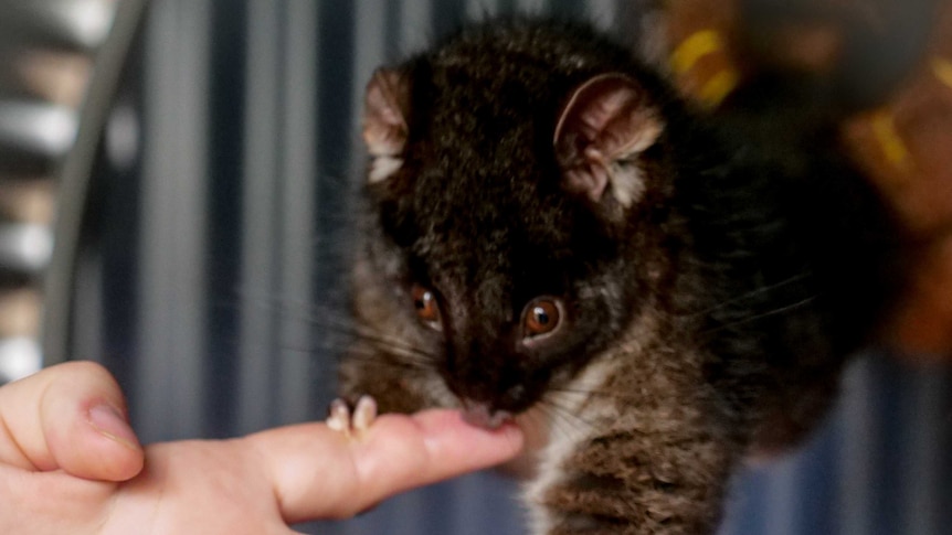 A possum about the size of a human palm clings to a person's fingers.