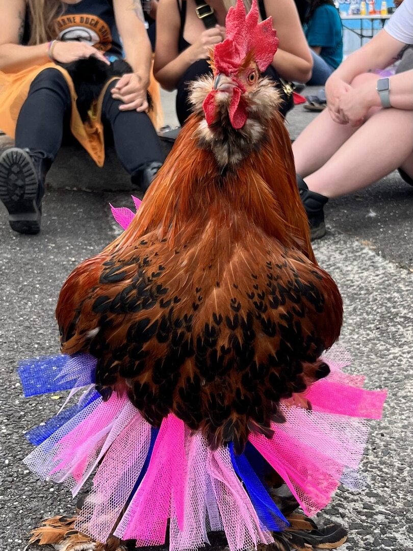 A red rooster wearing a tutu poses for the camera.