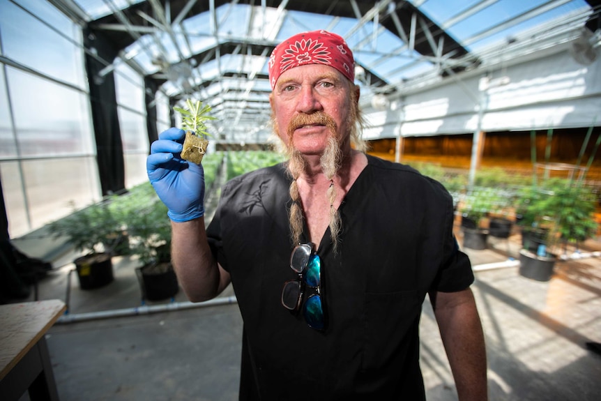 A man in a bandana holds up a small marijuana plant in a greenhouse