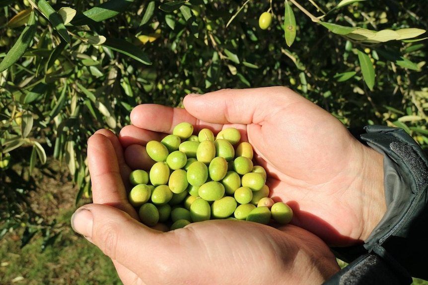 Hands hold freshly picked olives off a tree, they're light green 