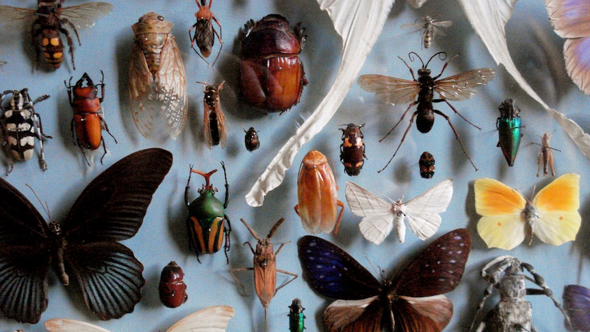 Close up of insects in a museum collection