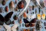 Close up of insects in a museum collection